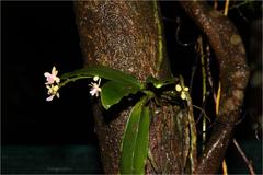 Phalaenopsis deliciosa